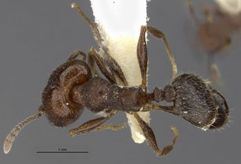 Media type: image;   Entomology 35184 Aspect: habitus dorsal